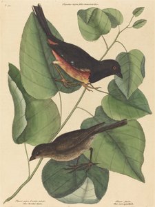 Towhe Bird Fringilla erythrophthalma, 1754