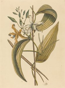 Vanelloe Epidendrum Vanilla, 1731-1743