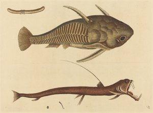Engerek Ağzı (Silurus cataphractus) by Mark Catesby
