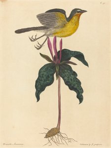 Sarı Göğüslü Sohbet by Mark Catesby