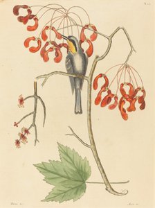 Sarı Boğazlı Creeper by Mark Catesby