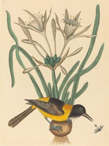 Sarı ve Siyah Pye (Oriolus Icterus) by Mark Catesby