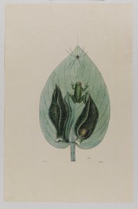  by Mark Catesby