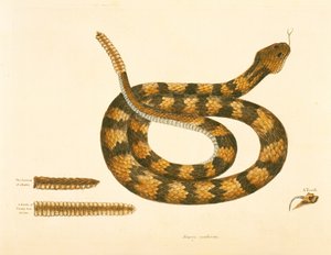 Viper Caudison Snake, Rattlesnake, levha 41, cilt. 1, 'Carolina, Florida ve Bahamalar'ın Doğal Tarihi'nden by Mark Catesby