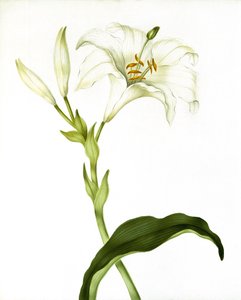Lily, yaklaşık 1790 by Martha Tuthill