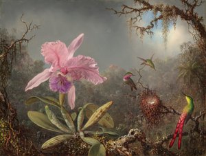 Cattleya Orkide ve Üç Sinek Kuşu by Martin Johnson Heade