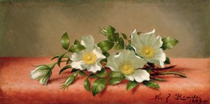 Cherokee Gülleri, 1889 by Martin Johnson Heade