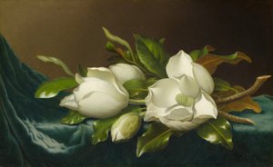 Açık Mavi Kadife Kumaş Üzerine Manolyalar, 188595. by Martin Johnson Heade
