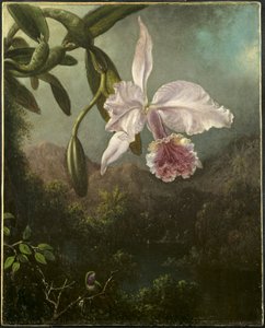 Orkide Çiçekleri by Martin Johnson Heade