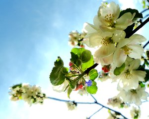 Bamblüten1 by Martina Konitzky