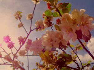 Bamblüten2 by Martina Konitzky