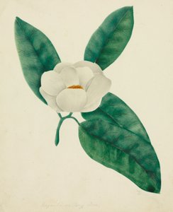 Manolya. by Mary Altha Nims