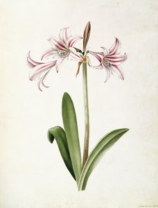 (Amaryllis) Vittata Formosa by Mary Elizabeth Rosenberg