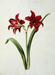 kırmızı nergis zambağı by Mary Elizabeth Rosenberg