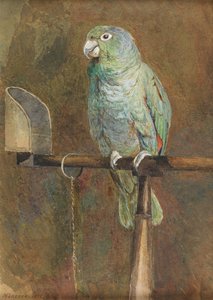 Papağan Polly by Mary Forster