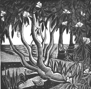Rhododendrons, Holland Park, 2006 (vinil gravür) by Mary Kuper