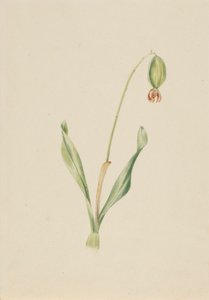  by Mary Vaux Walcott