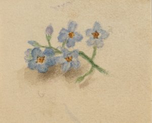 by Mary Vaux Walcott