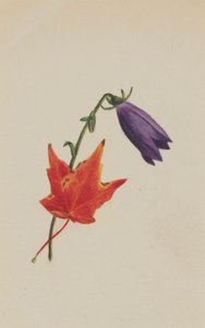  by Mary Vaux Walcott