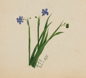  by Mary Vaux Walcott