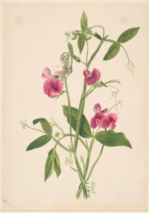  by Mary Vaux Walcott