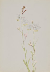  by Mary Vaux Walcott