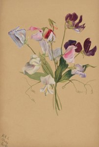  by Mary Vaux Walcott