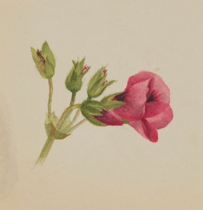  by Mary Vaux Walcott