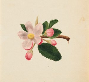  by Mary Vaux Walcott