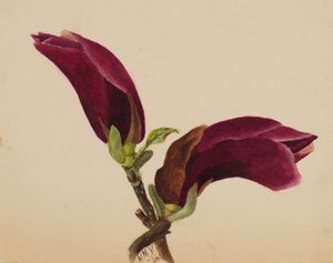  by Mary Vaux Walcott