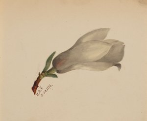  by Mary Vaux Walcott