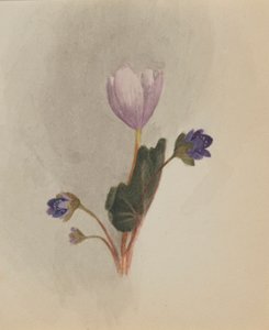  by Mary Vaux Walcott