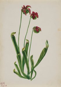  by Mary Vaux Walcott