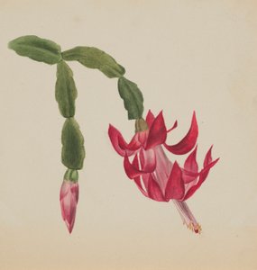  by Mary Vaux Walcott