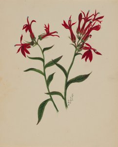(İsimsiz-Çiçek Çalışması) by Mary Vaux Walcott