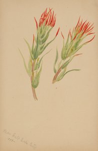  by Mary Vaux Walcott