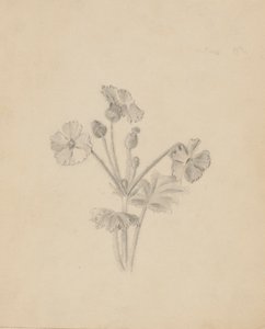 (İsimsiz--Bitki Çalışması) by Mary Vaux Walcott