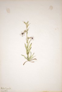  by Mary Vaux Walcott