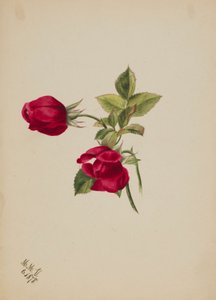  by Mary Vaux Walcott