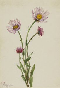  by Mary Vaux Walcott