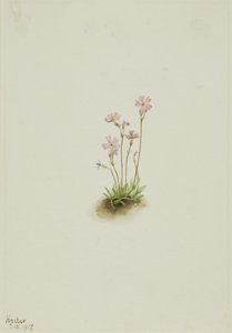 Alberta Primrose Primula maccalliana, 1917. by Mary Vaux Walcott
