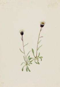 Aleutian Fleabane Erigeron unalaschensis, n.d. by Mary Vaux Walcott