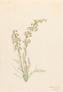 Alp Fernlife Pedicularis contorta, 1907. by Mary Vaux Walcott