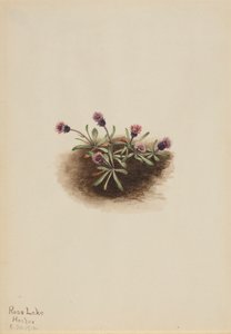 Alp Fleabane Erigeron unalaschcensis, 1916. by Mary Vaux Walcott