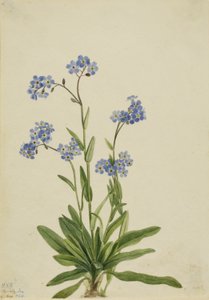 Alp Unutma Beni (Myosotis alpestris) by Mary Vaux Walcott