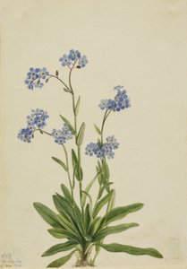 Alp Beni Unutma Myosotis alpestris, 1924.