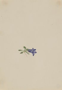 Alp Harebell Campanula lasiocarpa, n.d. by Mary Vaux Walcott
