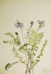  by Mary Vaux Walcott