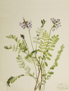 Alp Milkvetch Astragalus alpinus, 1921 by Mary Vaux Walcott