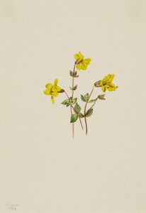 Alp Maymun Çiçeği Mimulus caespitosus, 1904. by Mary Vaux Walcott